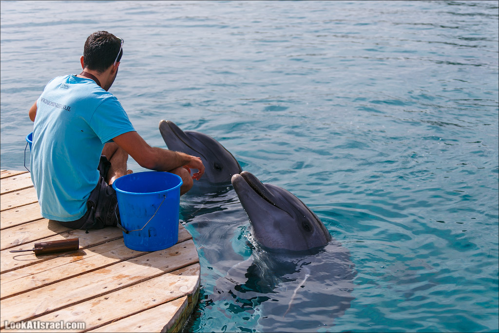 LookAtIsrael.com - Фото путешествия по Израилю | Дельфиний риф в Эйлате. Дельфинарий | Dolphins reef in Eilat | דולפינריום באילת
