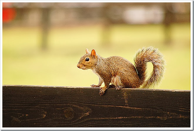 public-domain-pictures-squirrel-1 (284)
