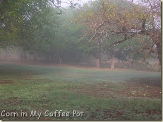 Oct 24 2011- fog pix 128