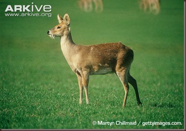 ARKive image GES035608 - Chinese water deer