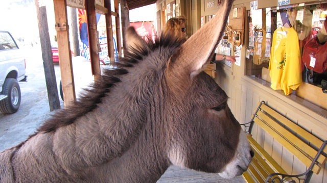 [IMG_5337OatmanArizonaFeralBurro%2520%255B3%255D.jpg]