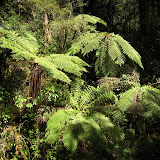 South Island - Milford Sound - Rainforest