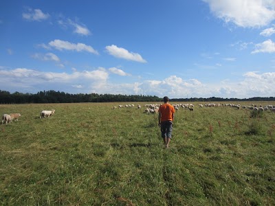 Chasing the sheeps