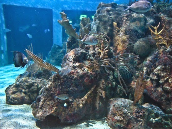 John Pennekamp Coral Reef State Park Aquarium (1)