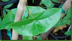 Passiflora coriacea2