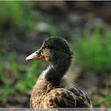 Enten an der Enknach