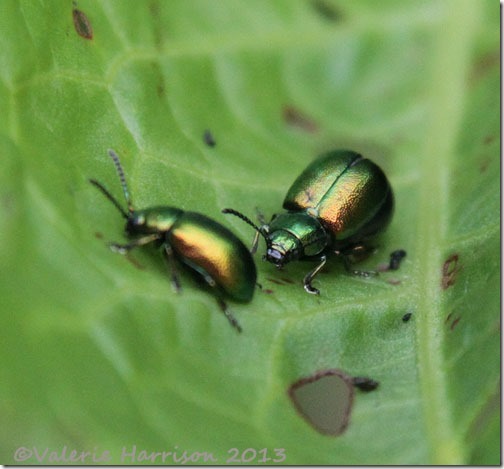 50-green-dock-beetles