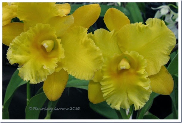 02-08-orchids6