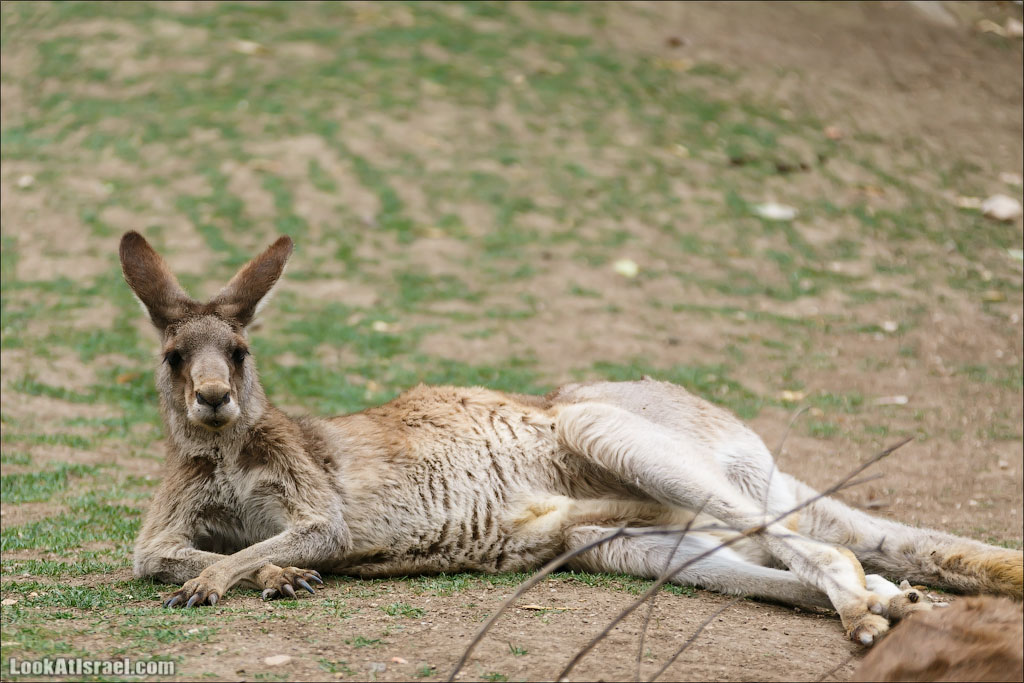 Ган Гуру - парк с кенгуру и другими австралийскими животными | Gan Guru | גן גורו | LookAtIsrael.com - Фото путешествия по Израилю