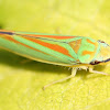 striped leafhopper