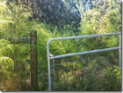 Gate overgrown with weeds