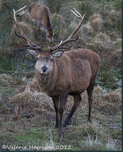 20-red-deer