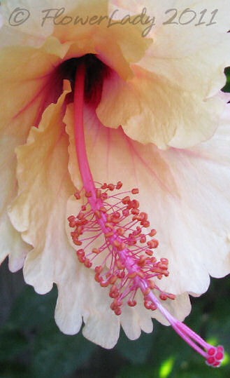 [06-20-hibiscus2%255B3%255D.jpg]