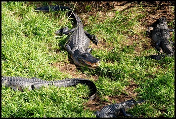 14h - At the tower - Gators below the tower