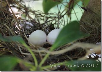 Doves nest (1) (Medium)