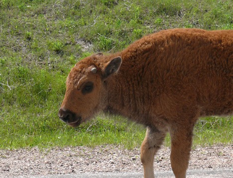 Bison Calf