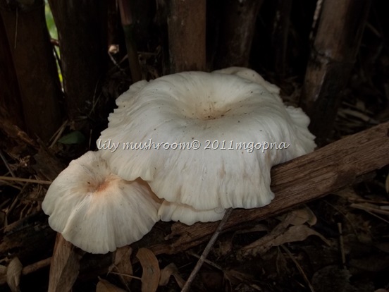 bamboo mushroom