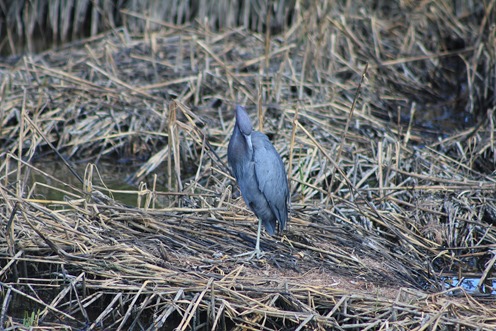 South Padre little Blue Heron2