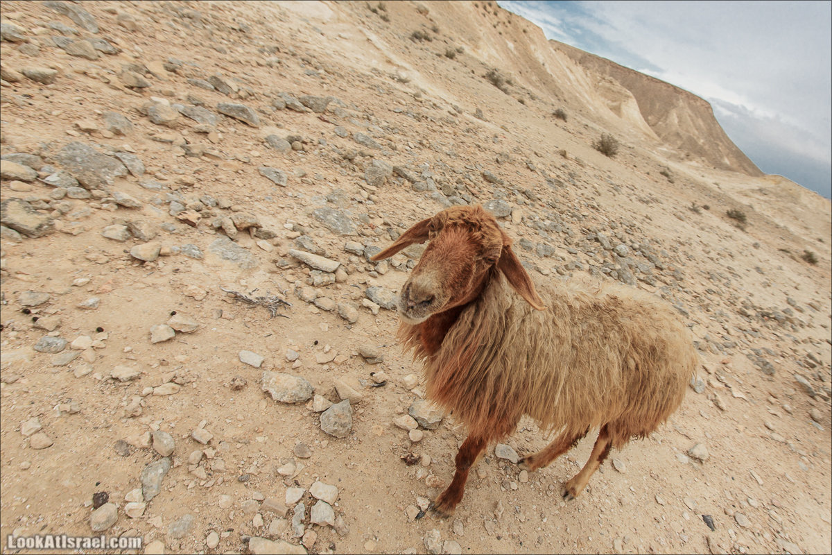 Лунные пейзажи пустыни Негев | Lunar landscapes of the Negev | LookAtIsrael.com - Фото путешествия по Израилю