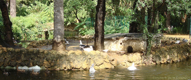 Parque de María Luisa - Nvbre 2011- Isleta pajáros (16).jpg