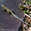 Iberian Wall Lizard