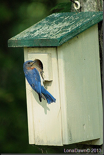 Bluebird_House