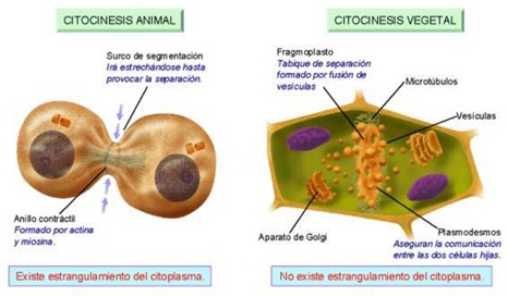 Resultado de imagen de citocinesis animal y vegetal