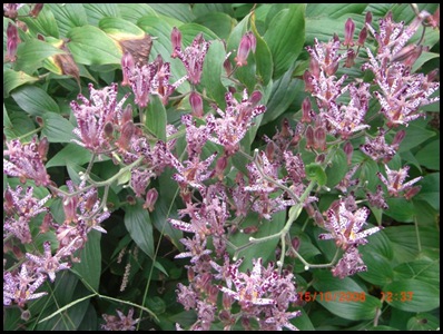 toad lily1