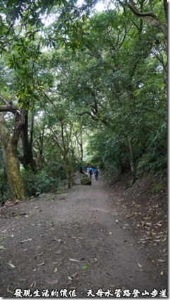 天母水管路登山步道，其中一段平坦的路段，綠蔭蒼蒼