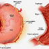 What happens when you drink coffee on empty stomach