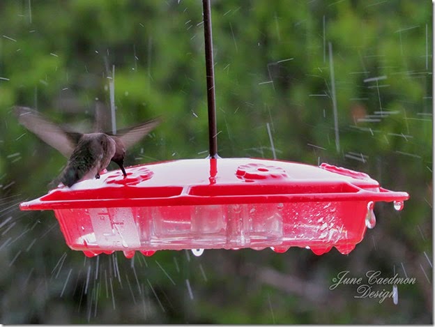 Hummingbird_Feeder_Rain