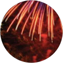 Fireworks Fireworks