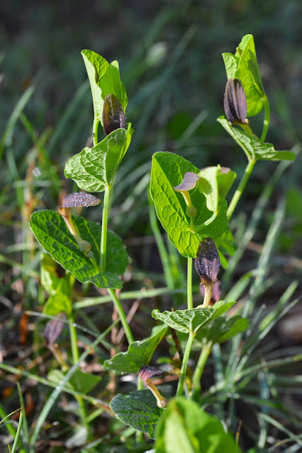 Aristoloche (vraisemblablement à feuilles rondes : Aristolochia rotunda L.) : plante nourricière de Zerynthia cassandra. Parco Naturale Monti Livornesi, 11 avril 2014. Photo : L. Voisin