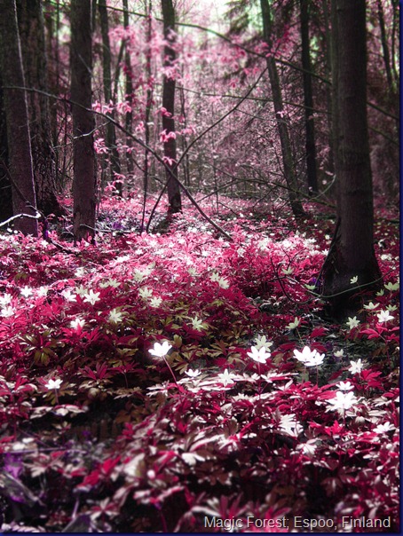 Magic Forest; Espoo, Finland44