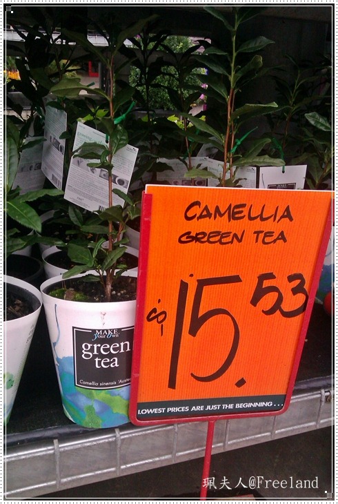 [greentea%255B4%255D.jpg]