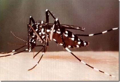 Mosquito Tigre