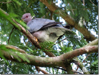 Band-tail Pigeon