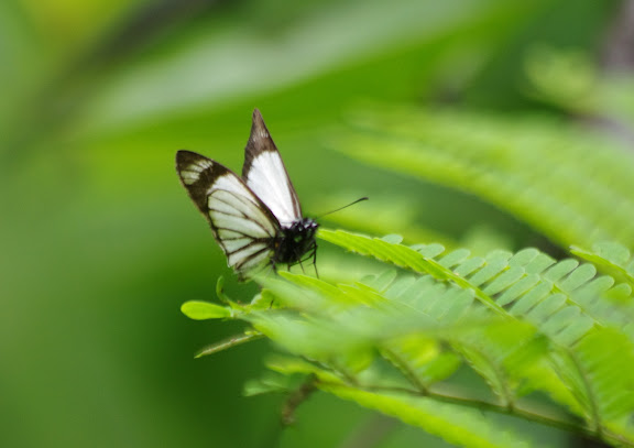 Heliopetes alana (REAKIRT, 1868). Crique Cochon, sur le sentier de Popote (Saül), 17 novembre 2012. Photo : J.-M. Gayman