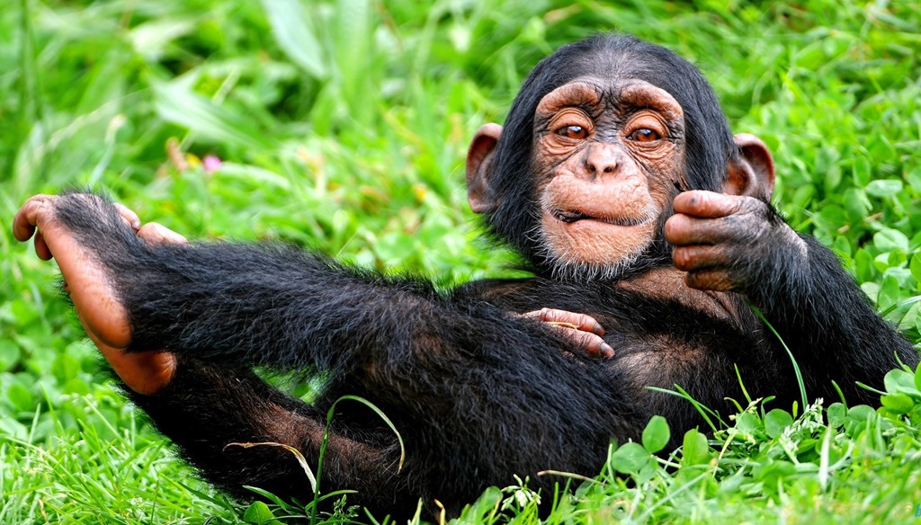[chimpanzees_in_the_wild-1680x10504.jpg]