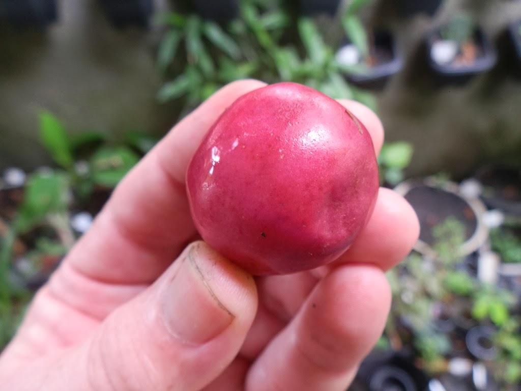 [Ajuru%2520vermelho%2520%25283%2529%255B4%255D.jpg]