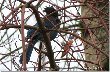 Steller's Jay in the bushes