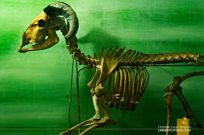 Billy Goat Skeleton at Subic's Zoobic Safari