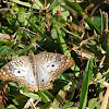 White Peacock