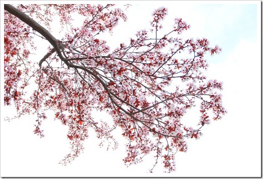 130303_Prunus-cerasifera-Krauter-Vesuvius_07