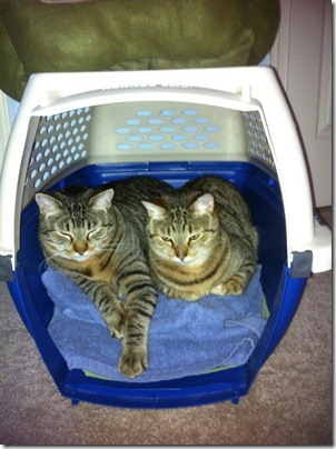 kitties in carrier 2