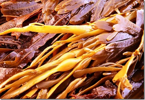 brown-seaweed