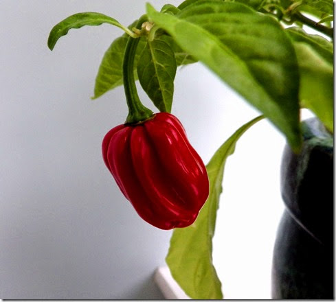 Scotch Bonnet