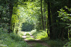 La Forêt de Dreux. Les Hautes-Lisières (Rouvres, 28), 13 juin 2011. Photo : J.-M. Gayman