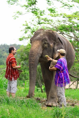 Imagini Thilanda: hranind un elefant, Patara, Thailanda