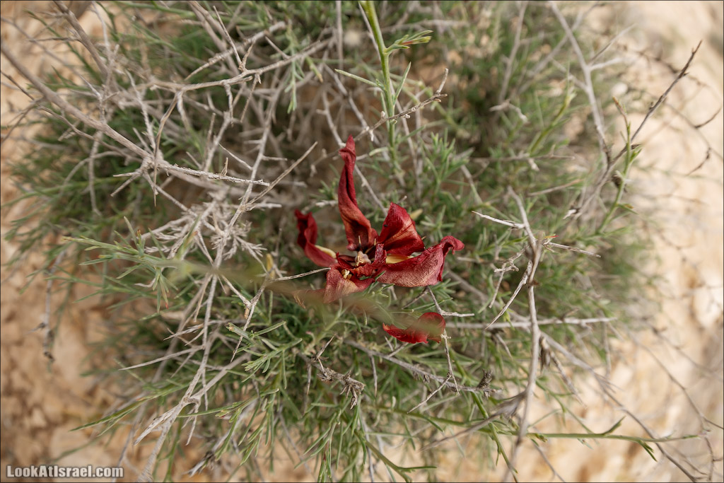 Водоёмы (колодцы) Луц | Lutz cisterns | בורות לוץ | LookAtIsrael.com - Фото путешествия по Израилю